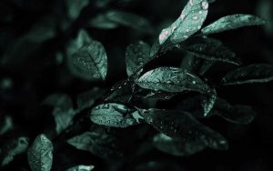 nightshade