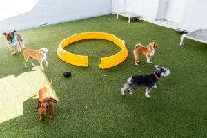 Bone Sweet Bone pet care facility near Circa residences in Downtown Los Angeles
