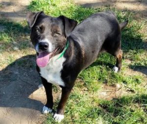 LA Animal Services pet adoption near Circa residences in Downtown Los Angeles