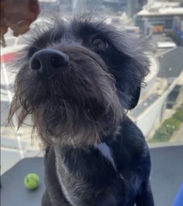 Rick Ross Circa August Pet of the Month at Circa residences in Downtown Los Angeles