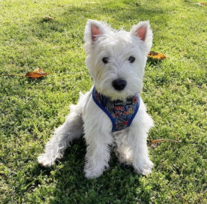 Super Cooper Circa Pet at Circa residences in Downtown Los Angeles